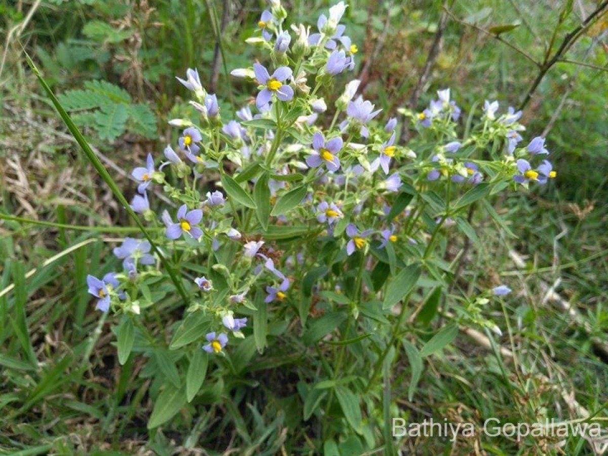 Exacum pedunculatum L.